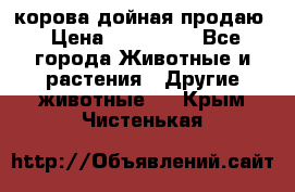 корова дойная продаю › Цена ­ 100 000 - Все города Животные и растения » Другие животные   . Крым,Чистенькая